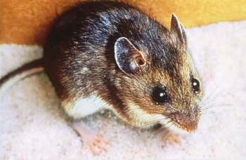 A small mammal with a brown and white coat on a sandy surface.