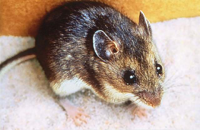 A small mammal with a brown and white coat on a sandy surface.