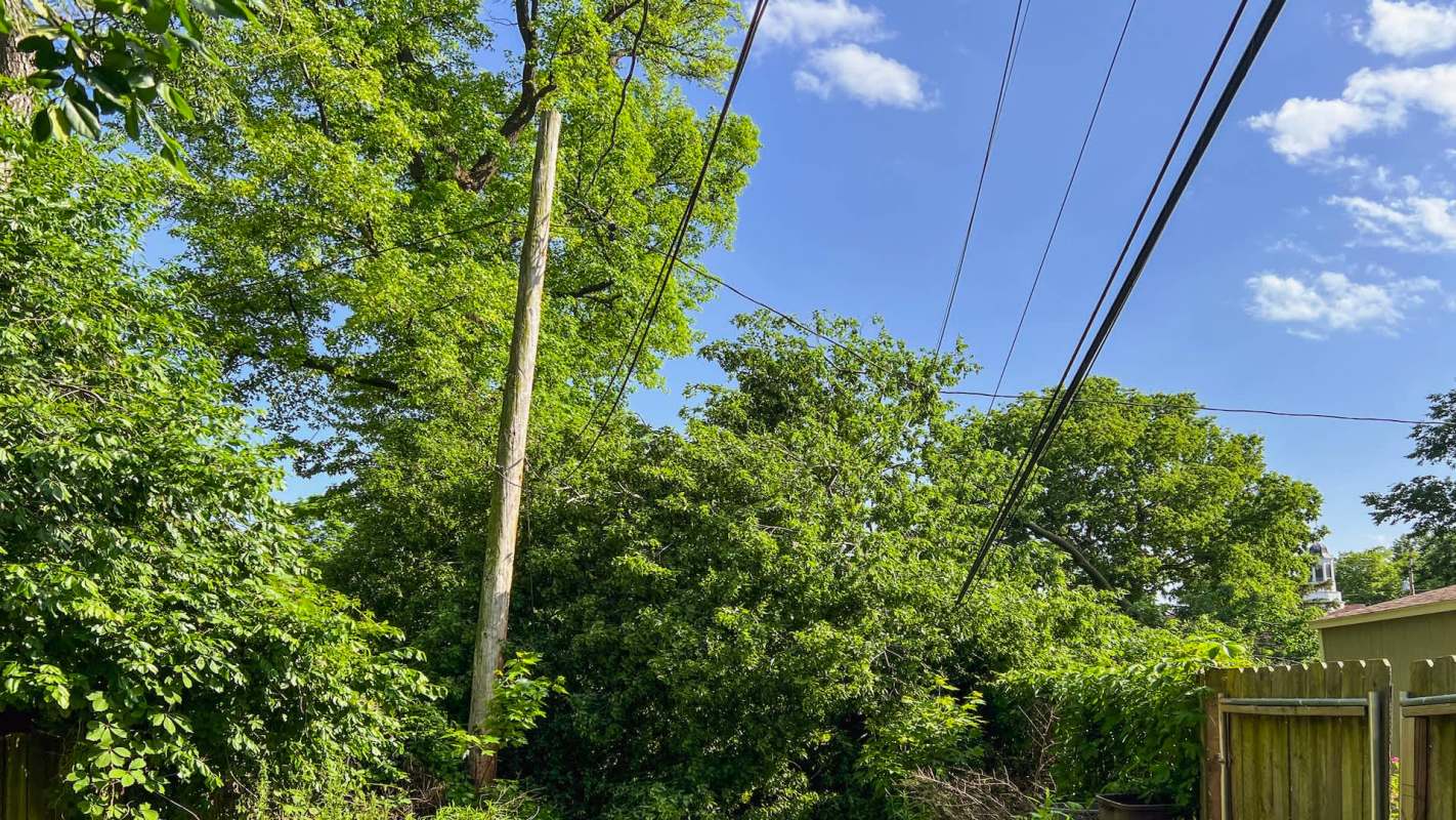 A power pole surrounded by dense green trees and a clear blue sky.