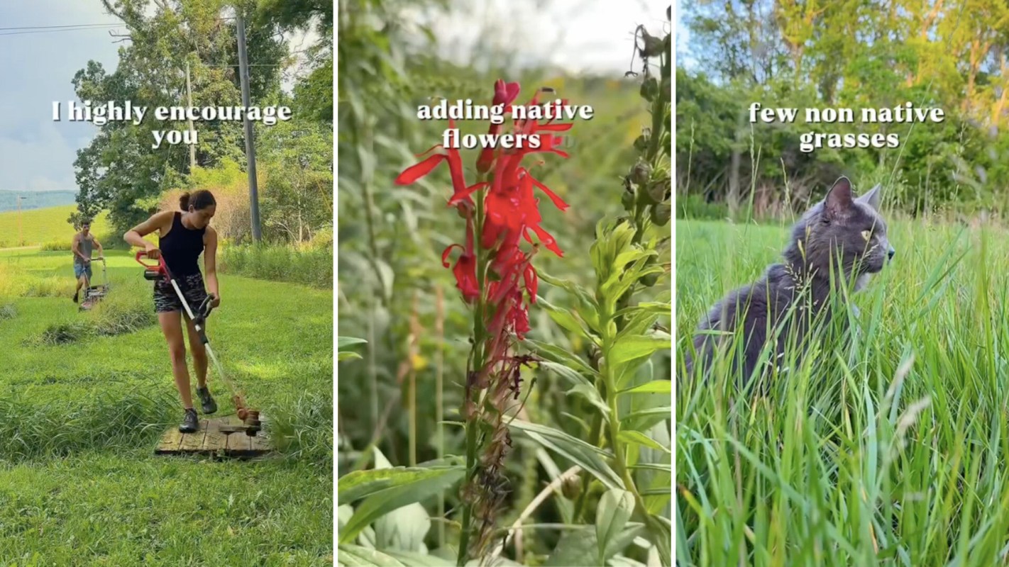 Two people using lawn equipment on grass, a red flower among greenery, and a cat sitting in tall grass.