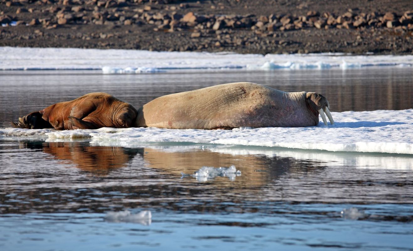 A walrus cow and calf.