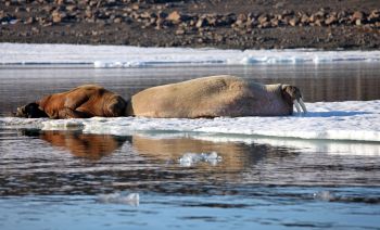 A walrus cow and calf.