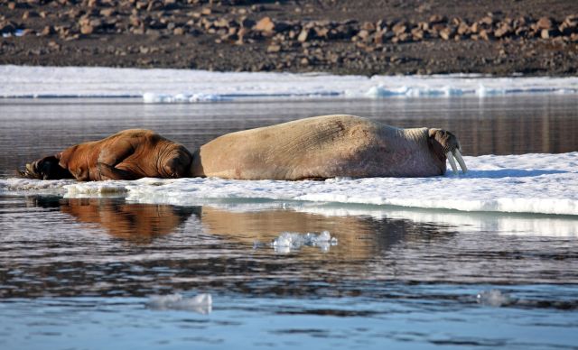 A walrus cow and calf.