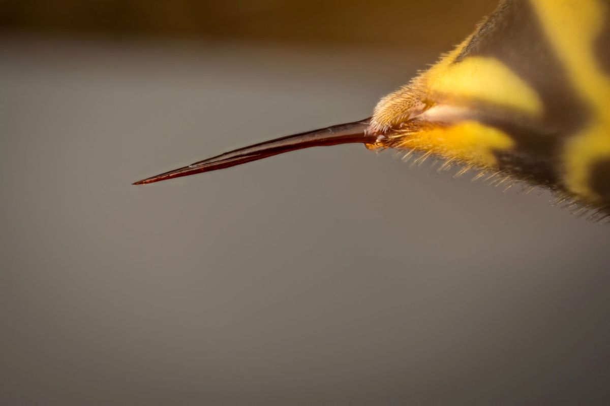 A close-up of an insect's stinger with yellow and black markings.
