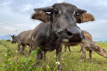 Water buffalo in a field.