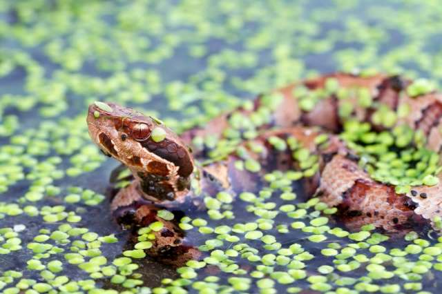 A water moccasin in a swamp.
