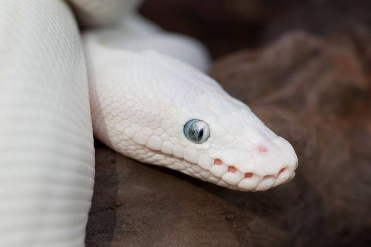 A white python.