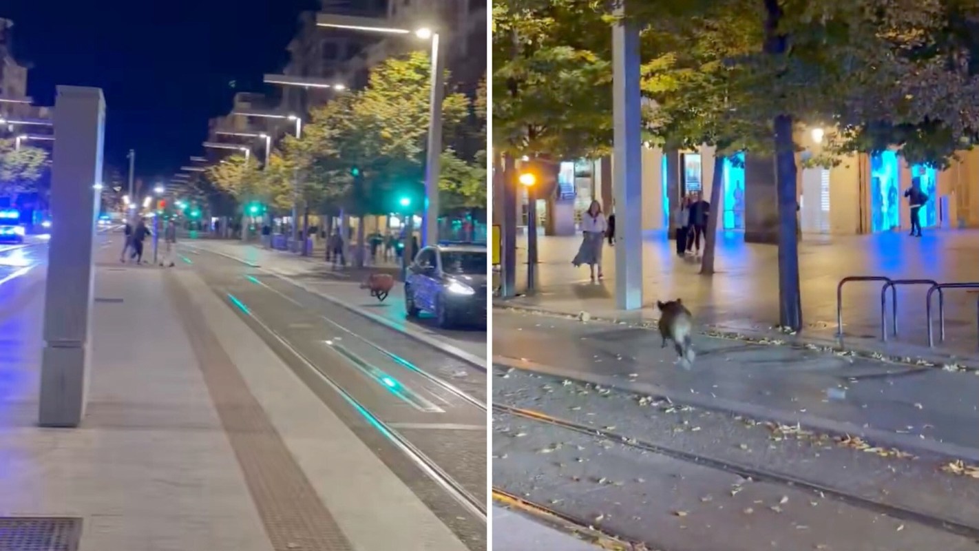 A street scene at night with people walking, cars parked, and a wild boar running on the pavement.