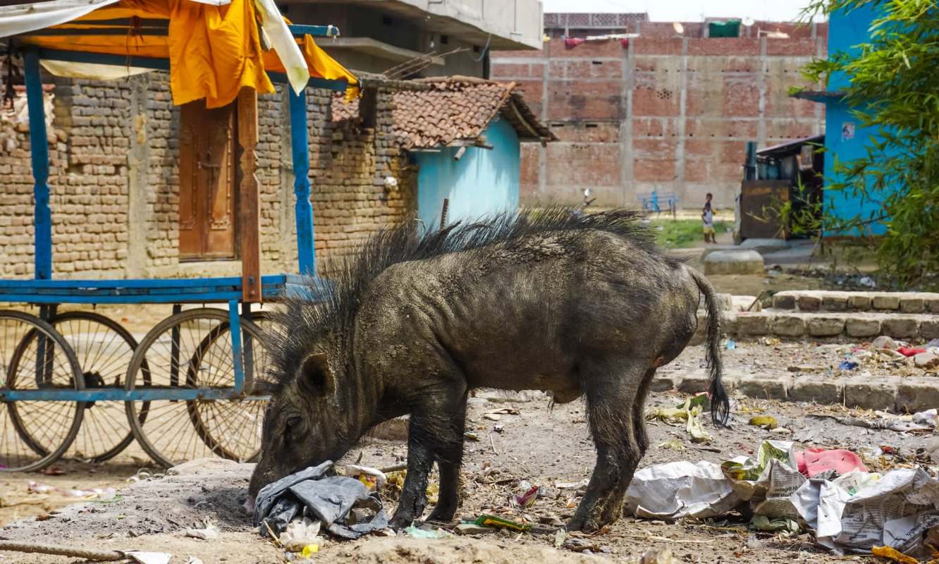 A wild boar rummages through litter in an urban area with buildings in the background.