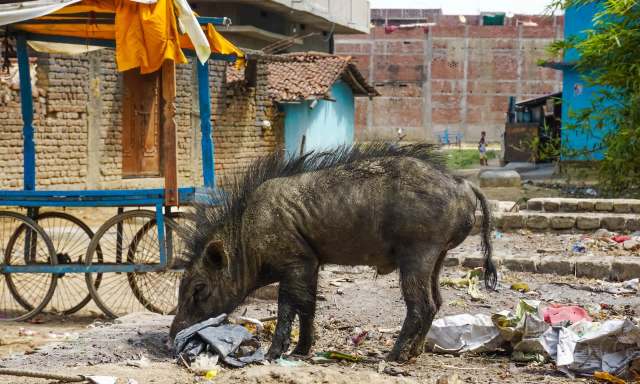 A wild boar rummages through litter in an urban area with buildings in the background.