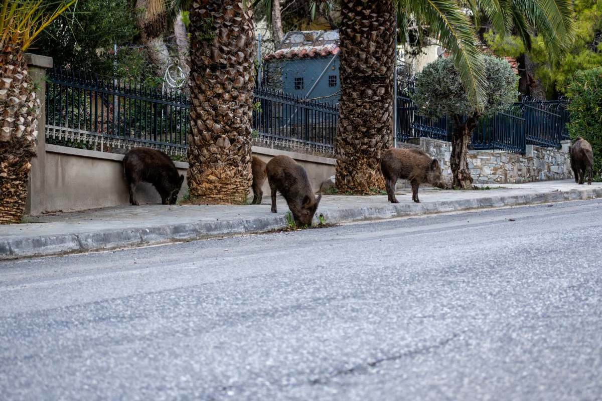 Wild boars foraging near a path lined with palm trees and a stone wall.