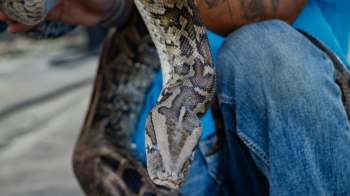 A person holds a large snake while seated, with part of their tattooed arm visible.