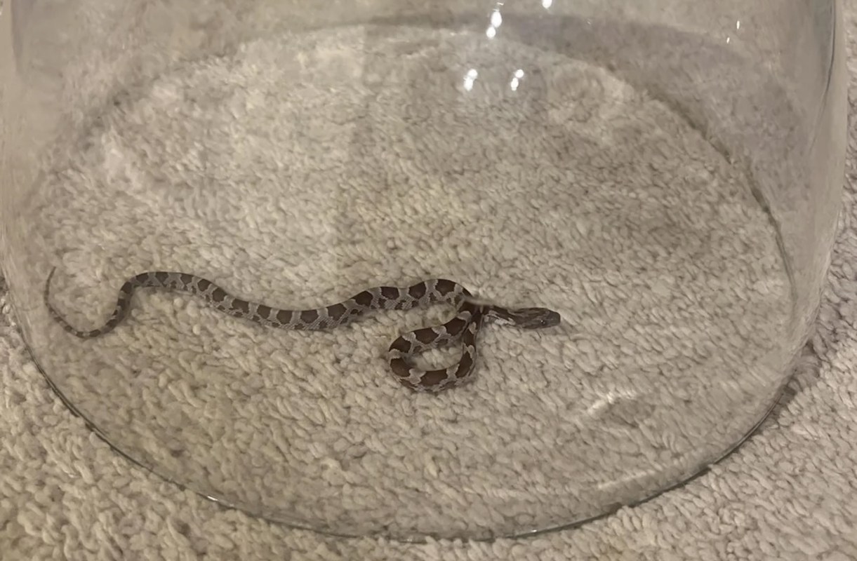 A small snake inside a glass container resting on a textured surface.
