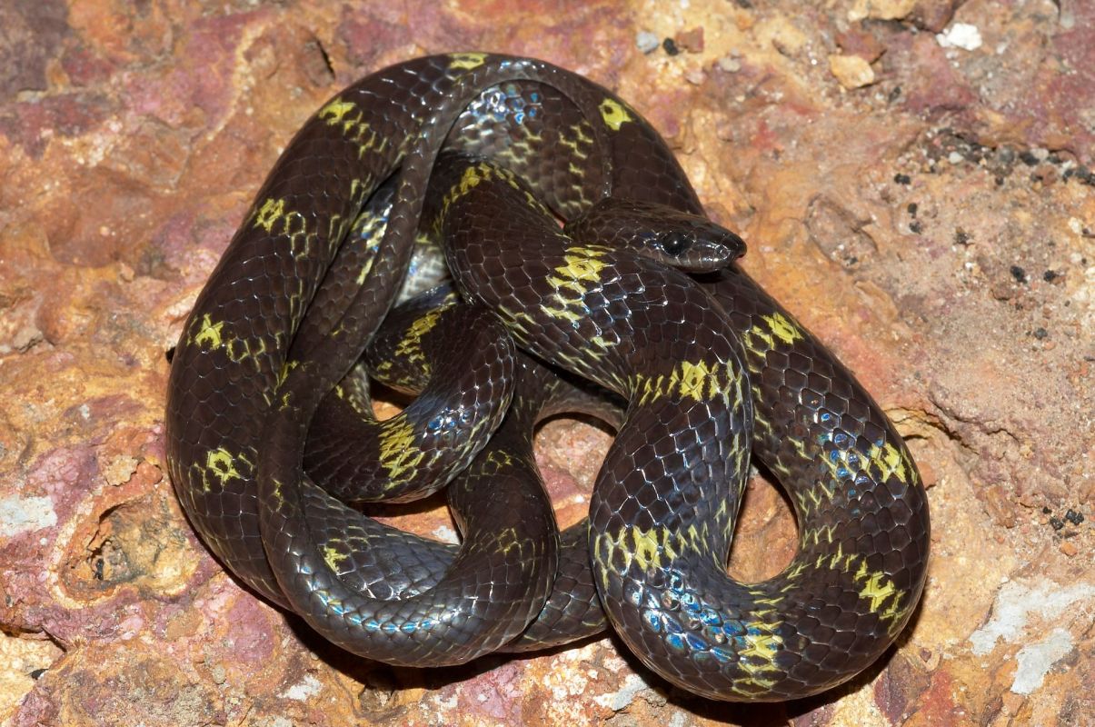 A wolf snake.