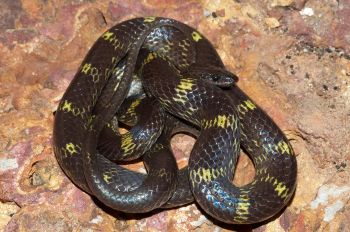 A wolf snake.