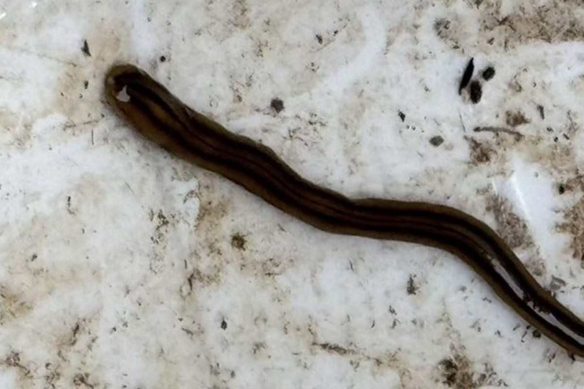 A hammerhead worm.