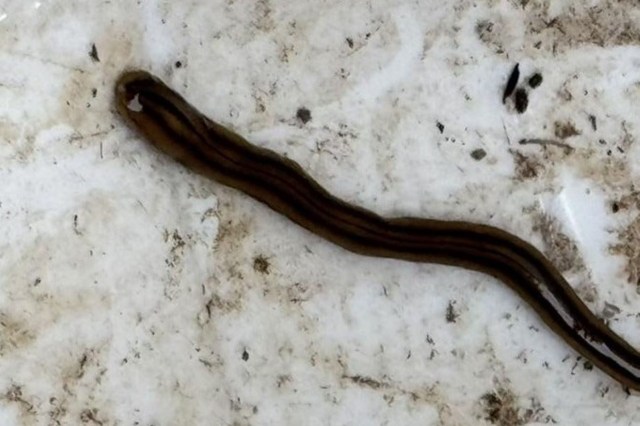 A hammerhead worm.