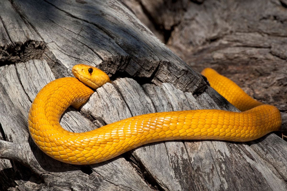 A yellow cobra.