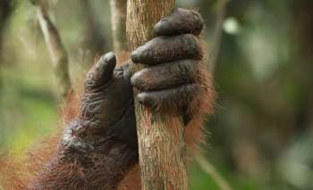 An orangutan's hand grips a tree trunk.