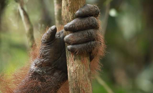 An orangutan's hand grips a tree trunk.